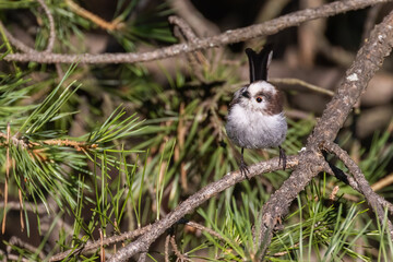  long-tailed tit (Aegithalos caudatus) in summer