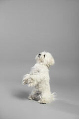 Cute white Maltese dog on light grey background, space for text