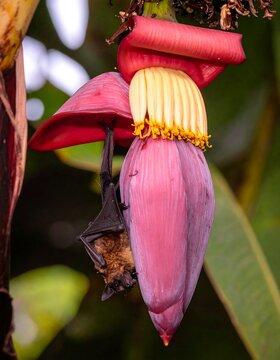 Pink Banana Images – Browse 109,670 Stock Photos, Vectors, and