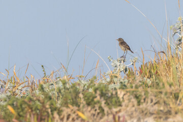 European stonechat (Saxicola rubicola) in summer