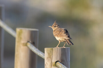 Iberian crested lark (G. c. pallida) in summer