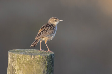  zitting cisticola or streaked fantail warbler (Cisticola juncidis) 