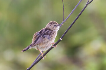  zitting cisticola or streaked fantail warbler (Cisticola juncidis) 