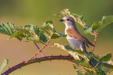 Juvenile red-backed shrike (Lanius collurio)