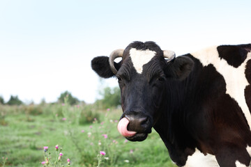 Beautiful black cow with white spots in meadow. Space for text