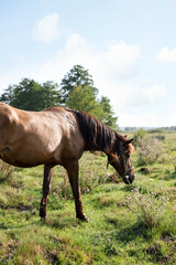 Beautiful horse in meadow on sunny day