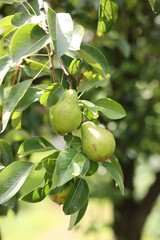 Pear tree branch with fruits in garden, closeup