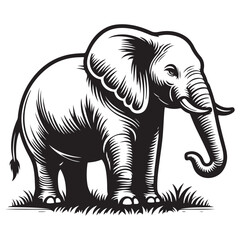 Standing Elephant on Grass Image Vector