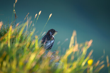 A close up view of the Ring ouzel bird sitting among tall grass in a meadow in the Bolshoy Bermamyt plateau, at daytime, Stavropol Krai, Russia