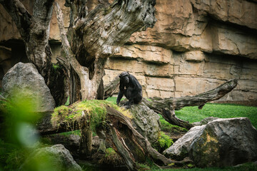 A chimpanzee rests on a large rock surrounded by logs, grass, and boulders in a naturalistic...