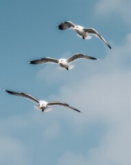 Obraz premium Three Seagulls in Flight Against a Clear Blue Sky