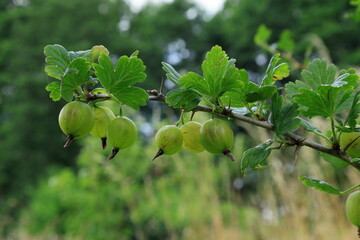 Green gooseberry at a branch. Close up with blurred background.