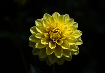 A single, vibrant yellow dahlia flower in full bloom, centered against a dark, blurred background.