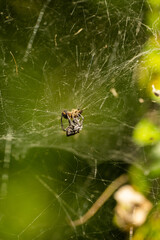 Spider Wrapping a Bee in Silk – Macro View of Nature’s Predators