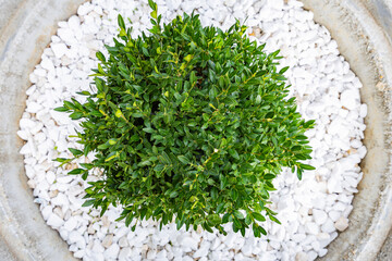 Ornamental plant with small green leaves in a pot with white stones.