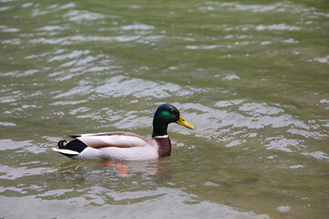 Bird called mallard or drake while swimming in the pond
