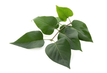 Tree branch with fresh green leaves isolated on white