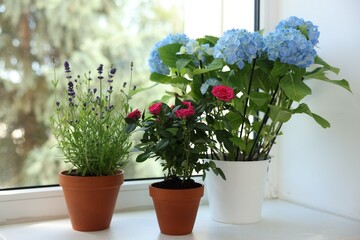 Different potted flowers on window sill, closeup