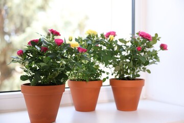 Beautiful potted rose flowers on window sill, closeup