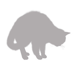 Silhouette of a feline cat in a curious pose