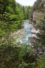 stream with clear water that flows in the middle of the forest in the mountains in Summer