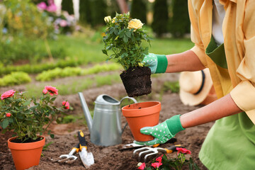 Woman in gloves transplanting beautiful rose flowers in garden, closeup