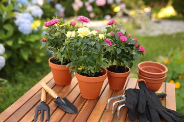 Beautiful potted roses and gardening tools on wooden table outdoors