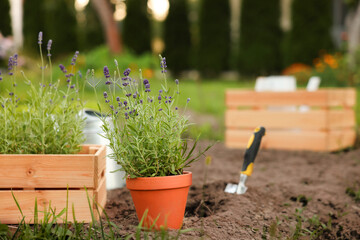 Beautiful potted lavender plant on soil in garden, closeup