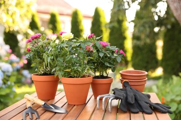 Beautiful potted roses and gardening tools on wooden table outdoors
