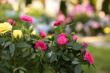 Beautiful rose flowers growing in garden, closeup