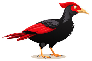 rooster isolated on white background