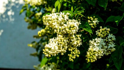 Obraz premium White lilac blossoms in sunlight