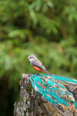 Mosquero Cardenal