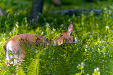 Deer. The white-tailed deer  also known as the whitetail or Virginia deer on pasture. White taild deer is  the wildlife symbol of Wisconsin and game animal of Oklahoma