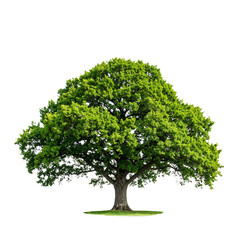  Majestic Oak Tree with Full Foliage, isolated on white background