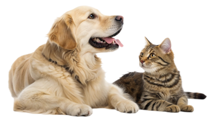 Golden retriever dog and tabby cat friends isolated on transparent background