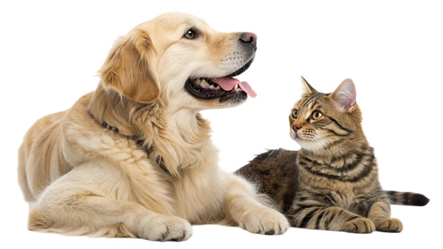 Golden retriever dog and tabby cat friends isolated on transparent background