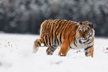 Amur tiger Panthera tigris altaica walking in snowy forest during cold winter