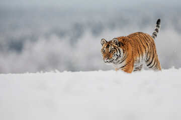 Amur tiger Panthera tigris altaica stalking carefully in snowy winter forest landscape