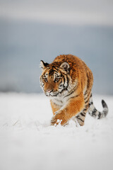 Amur tiger Panthera tigris altaica walking determinedly in snowy winter field landscape