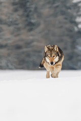 wolf Canis lupus walking forward in snowy landscape during cold winter season
