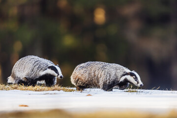 European badgers Meles meles walking together on snowy forest ground during winter © michal