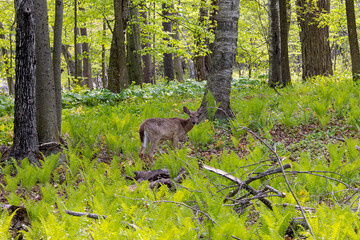 Deer. The white-tailed deer  also known as the whitetail or Virginia deer on pasture. White taild deer is  the wildlife symbol of Wisconsin and game animal of Oklahoma