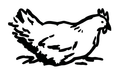 An outline vector illustration of a cage free chicken