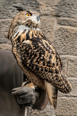 An incredible owl perched on the gloved hand of a falconer.
This owl has intricate feather patterns and striking eyes.