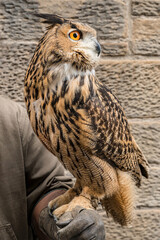 An incredible owl perched on the gloved hand of a falconer.
This owl has intricate feather patterns and striking eyes.