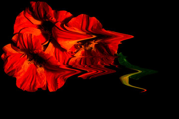 DRAMATIC VIVID FLORAL DIGITAL ART BACKGROUND 