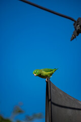 Periquito cola verde