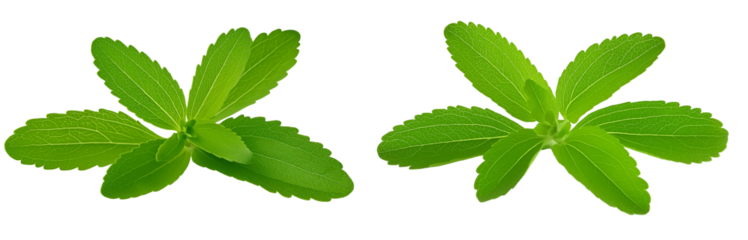 isolated stevia leaf on a white background