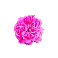 Naklejka premium carnation flower isolated on white